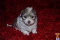 havanese puppy posted by Tiny Tots Texas